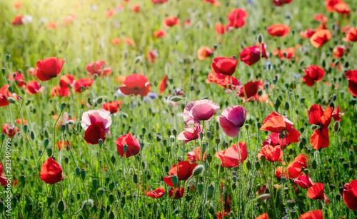  Soft focus Opium poppy field in summer   Landscape of Red poppy flower in Summer or Spring  Remembrance day.