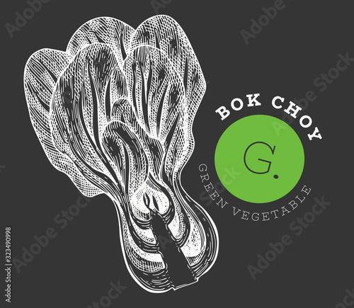 Hand drawn sketch style bok choy. Organic fresh food vector illustration on chalk board. Retro vegetable pak choi illustration. Engraved style botanical picture.