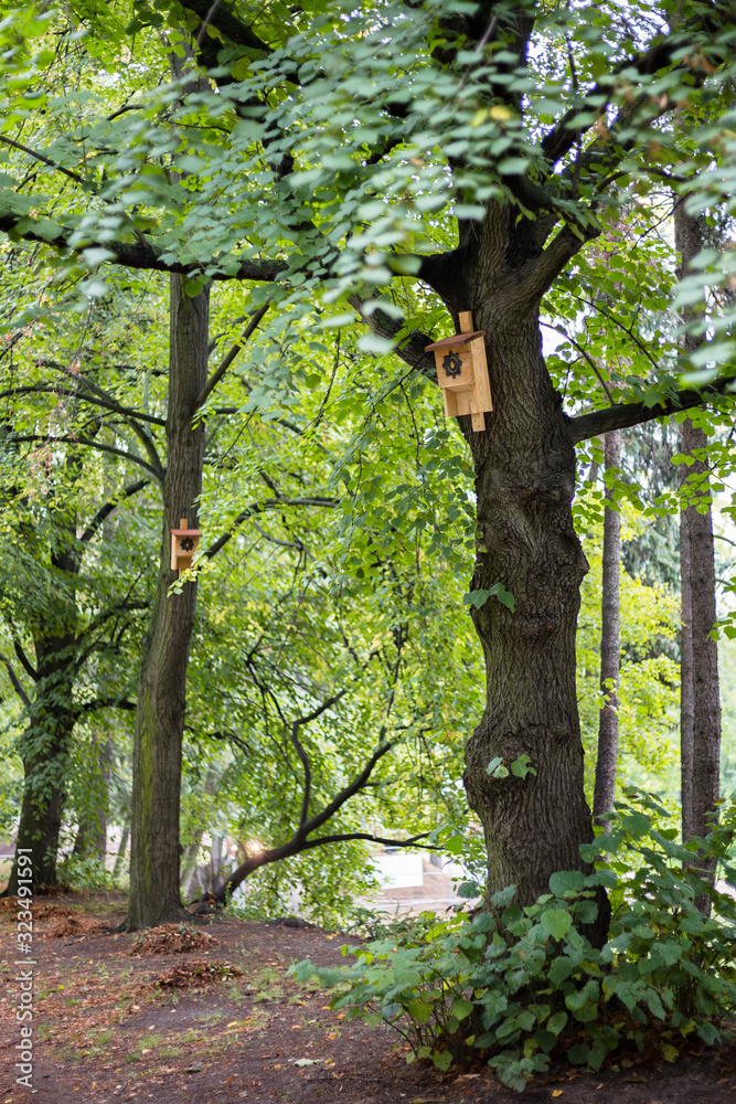 Fototapeta premium Bat shed on the tree in Park Żeromskiego, Żoliborz, Warsaw, Poland