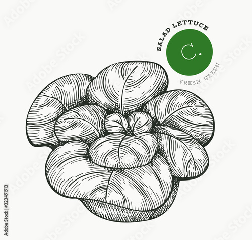 Hand drawn sketch style lettuce salad. Organic fresh food vector illustration isolated on white background. Retro vegetable romaine lettuce illustration. Engraved style botanical picture.