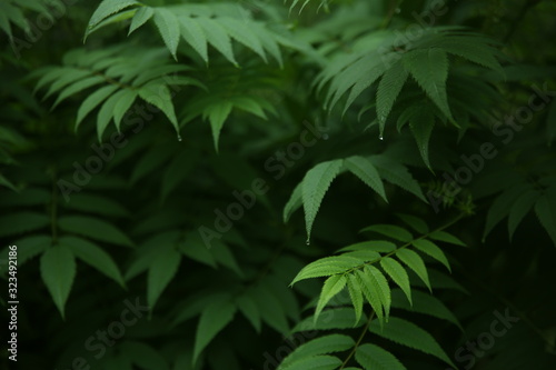 Dew drops on green leaves, early in the morning
