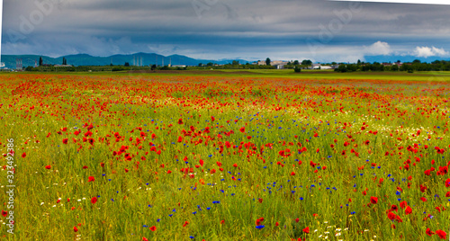 Beautiful field of red poppies 