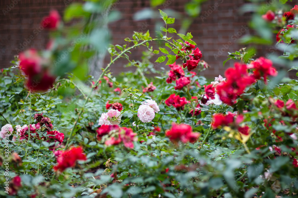 Autumn roses in Park Żeromskiego, Żoliborz, Warsaw, Poland