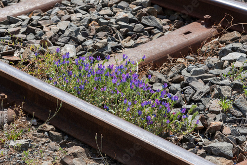 Ceres, Swartland, South Africa. Dec2019.  Weeds growing on a railway track photo