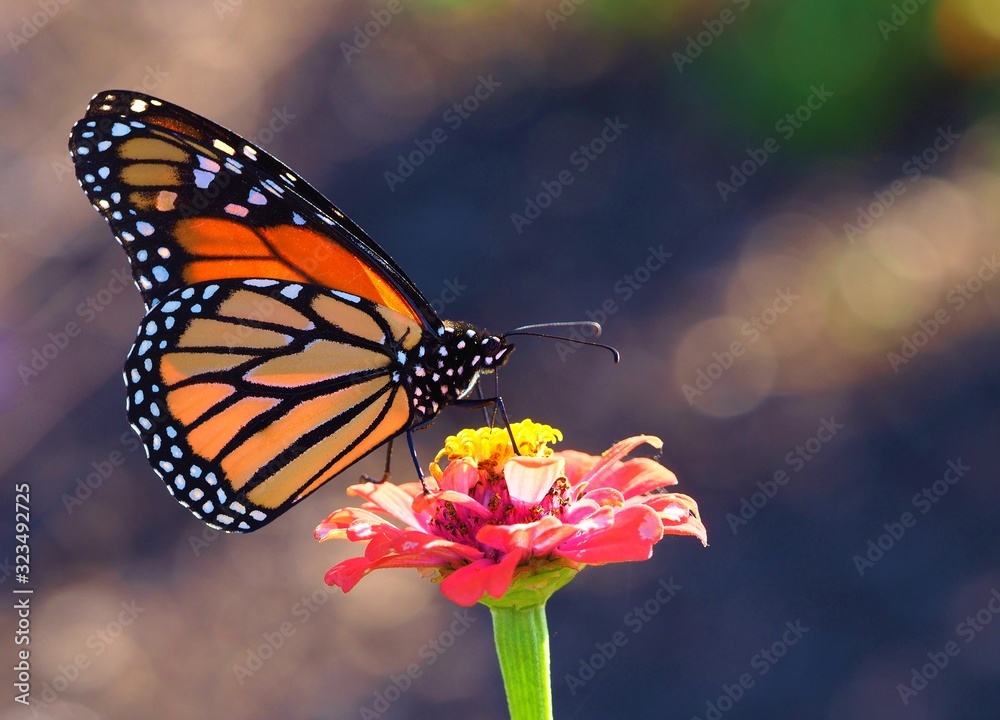 Obraz premium Monarch butterfly on pink zinnia flower