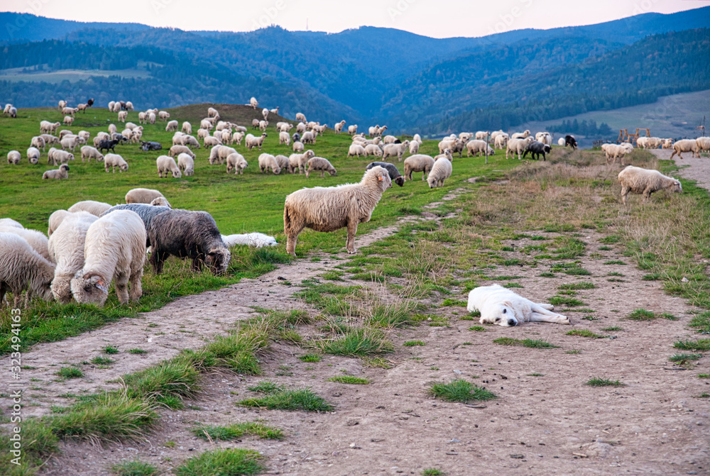Fototapeta premium Stado owiec. Pieniny, Polska.