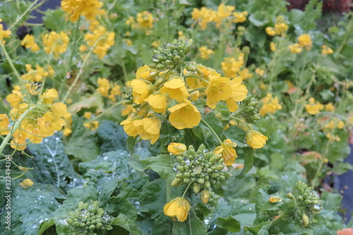 雨の日の菜の花