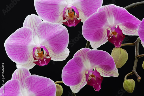 Close-up of a pink and white orchid revealing its textures  patterns  and details