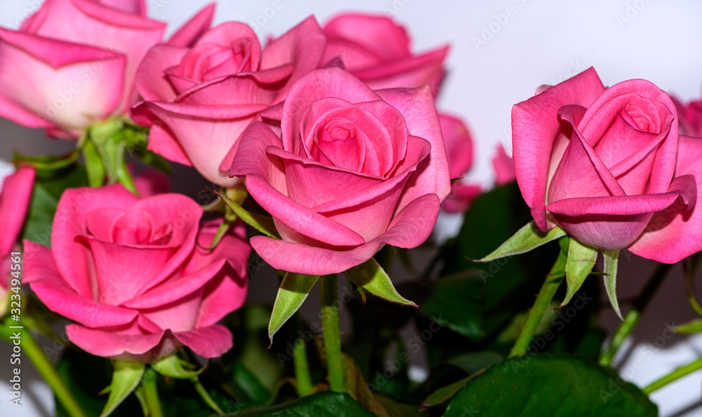 Bouquet of Pink Roses for Valentines Day Bouquet of Pink Roses for Valentines Day
