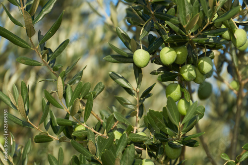 Zielone oliwki dojrzewające na drzewie