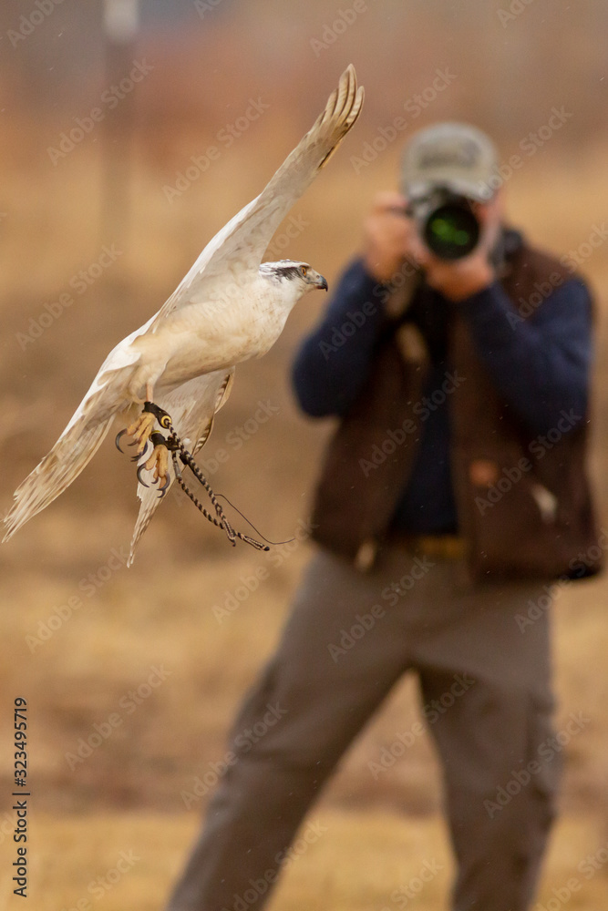 Photographing birds in flight