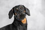 Portrait of a cute Dachshund dog, black and tan, wears a black muzzle on a gray background. Pet safety. Copy space