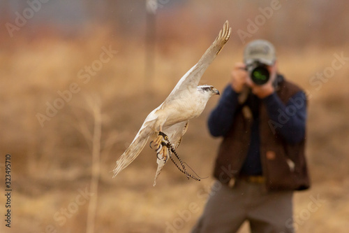 Wildlife photographer