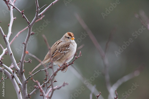 Female White-crowned Sparrow © Brendan