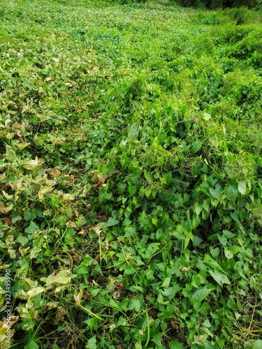 green plants in the garden