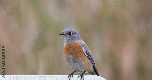Perched Western Bluebird