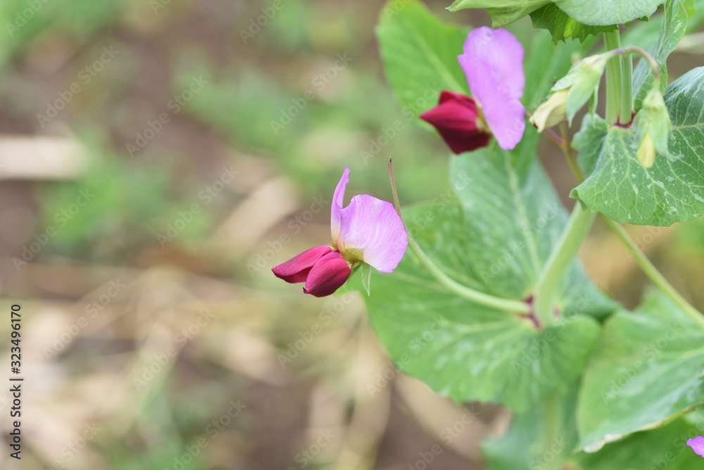 Pea flower / Pea cultivation of home garden.