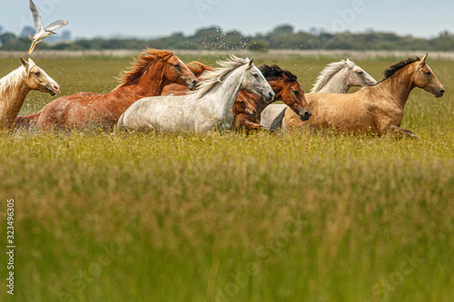 Photography Horses running through marsh