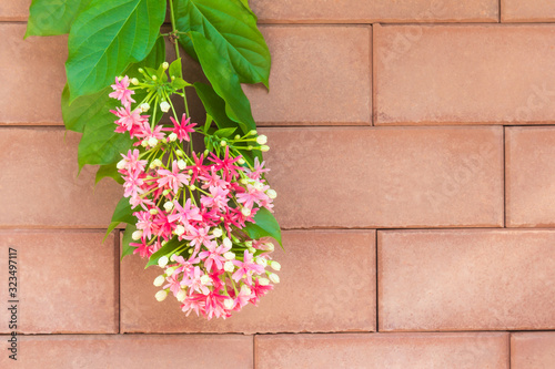 Chinese honeysuckle or Rangoon creeper, pink flowers on brick wall