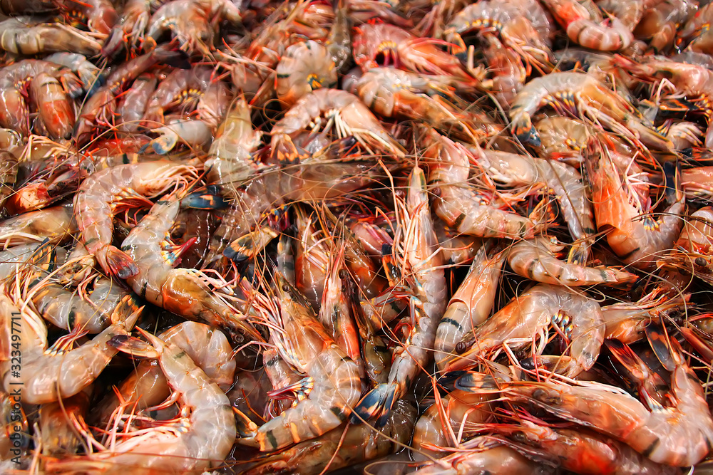 Boiled freshwater shrimp sold at Phnom Penh market Boiled freshwater shrimp sold at Phnom Penh market