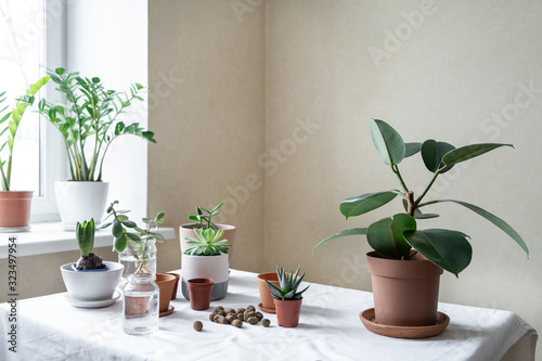 Various plants in different pots on table. Indoor garden home. Geen garden in the room