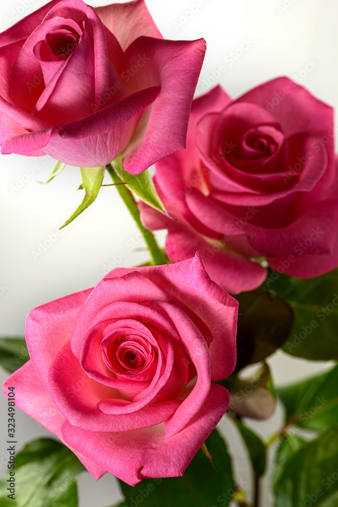Fototapeta premium Three colorful and vibrant pink roses