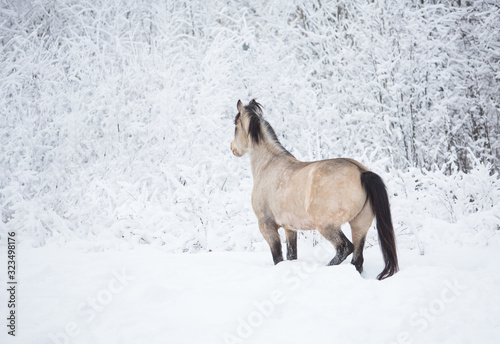 Beautiful horse in the winter forest