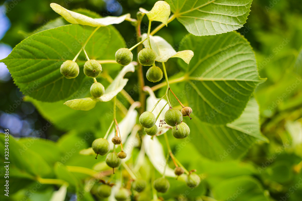 Fototapeta premium Close-up on Ginkgo Biloba tree, nature.