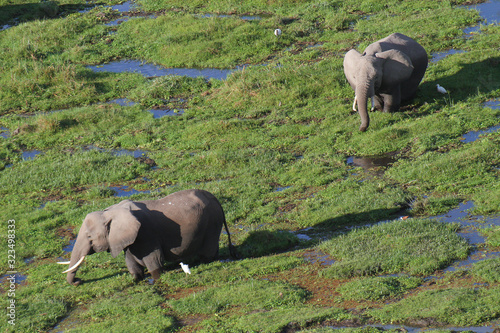 Afrikanische Elefant (Loxodonta africana) Elefanten im Sumpfgebiet,  Amboseli Nationalpark, Kenia, Ostafrika photo