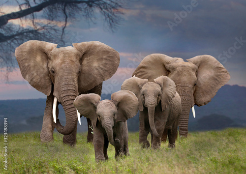 Afrikanische Elefant (Loxodonta africana)  mit Jungtieren von vorne, Kenia, Ostafrika photo