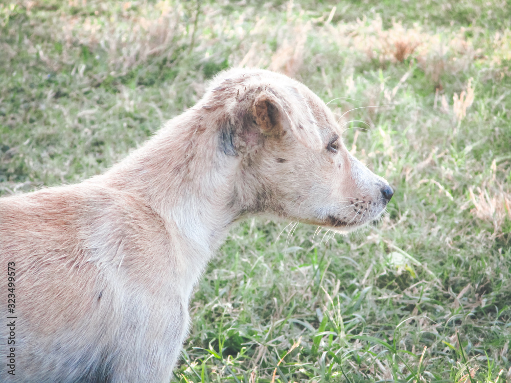 Fototapeta premium Puppy