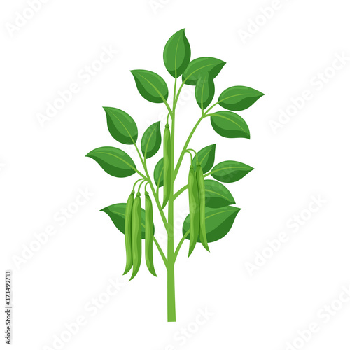 Plant of bean vector icon.Cartoon vector icon isolated on white background plant of bean .
