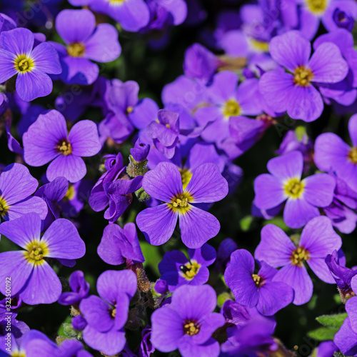 Blühendes Blaukissen, Aubrieta, im Frühling