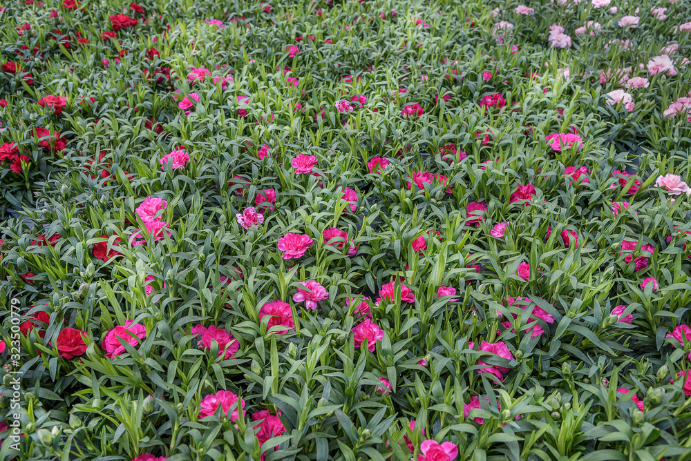 Dianthus caryophyllus, the carnation or clove pink. Flowers for gardens, balkons, parks
