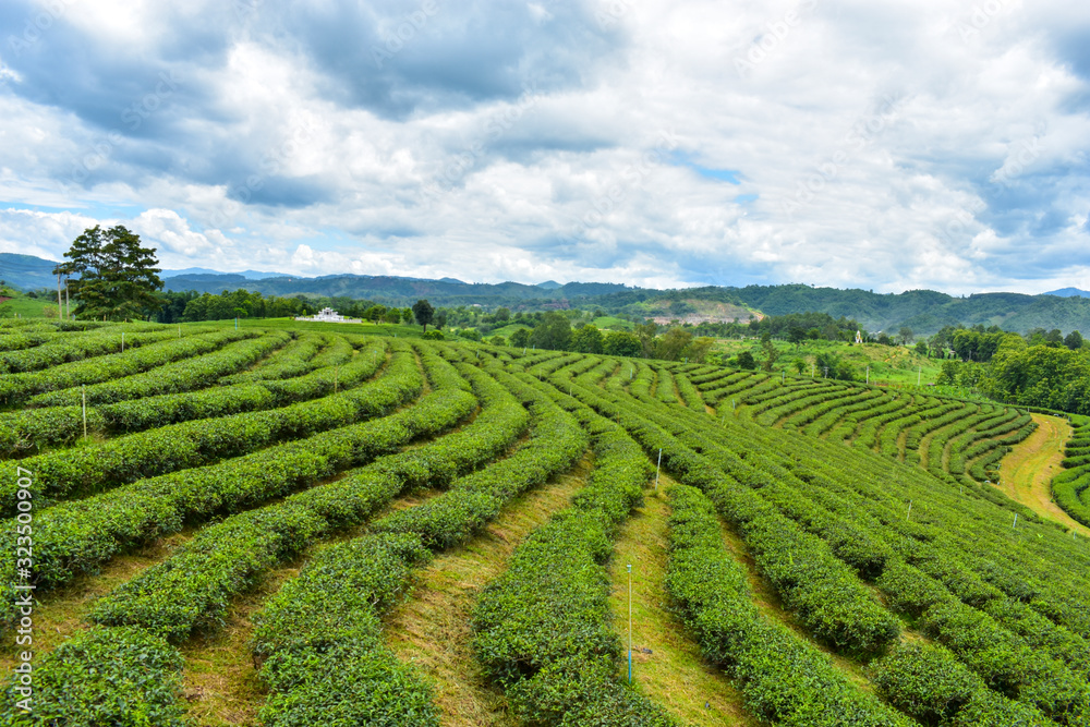 green tea field in Thailand