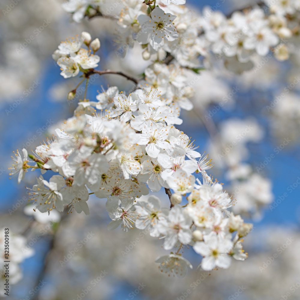 Blühende Wildpflaumen, Prunus cerasifera, im Frühling