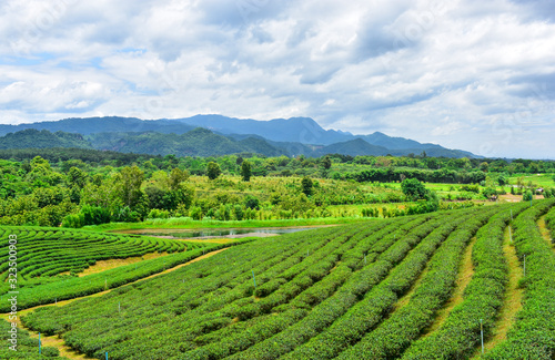 tea field in Thailand