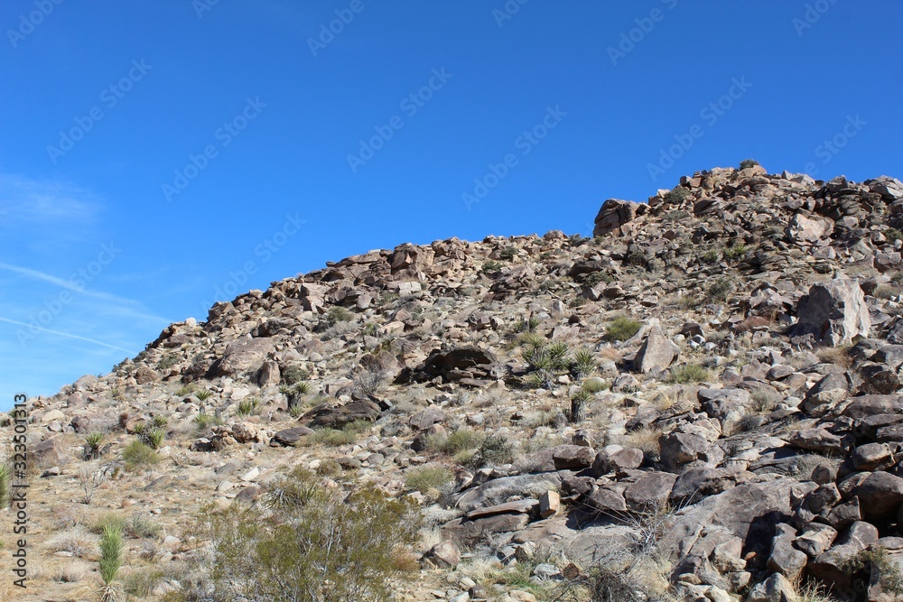 Hills and slopes in the Southern Mojave Desert create differences in geographic makeup, breeding biodiversity for native plant communities in Joshua Tree National Park.