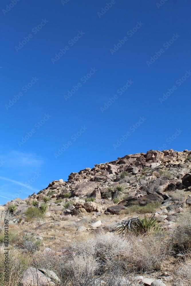 Hills and slopes in the Southern Mojave Desert create differences in geographic makeup, breeding biodiversity for native plant communities in Joshua Tree National Park.