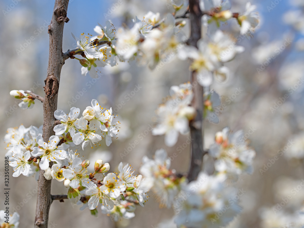 Obraz premium Blühende Wildpflaumen, Prunus cerasifera, im Frühling