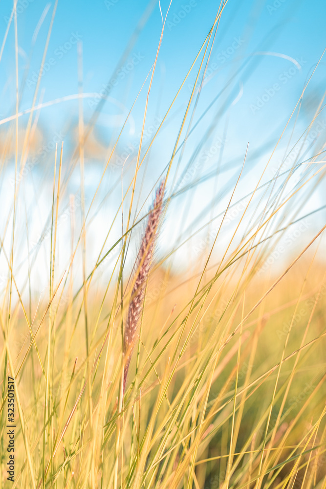 Fototapeta premium folhas