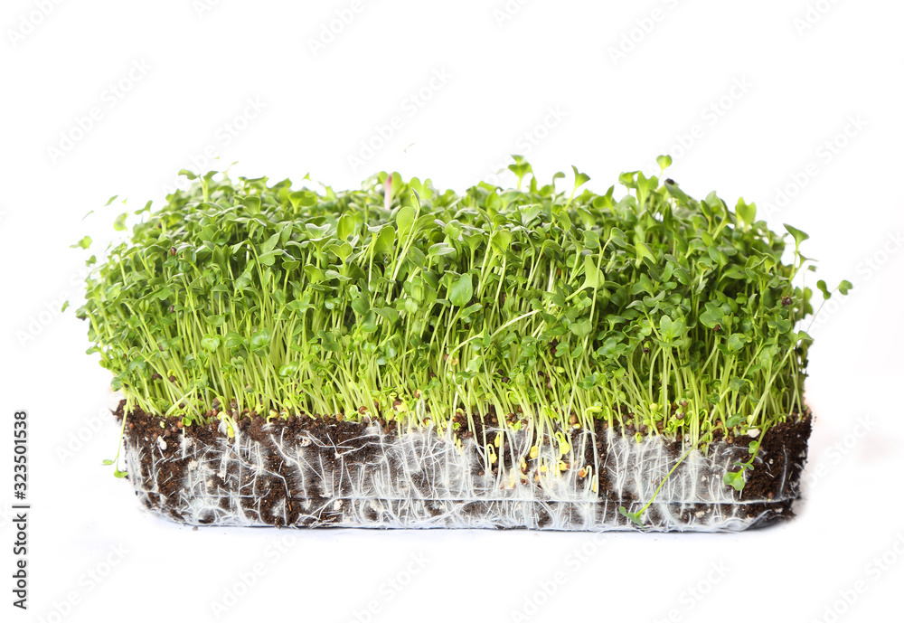 green coriander sprouts over white background green coriander sprouts over white background