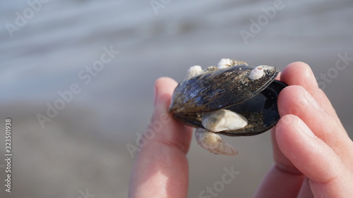 seashell in hand