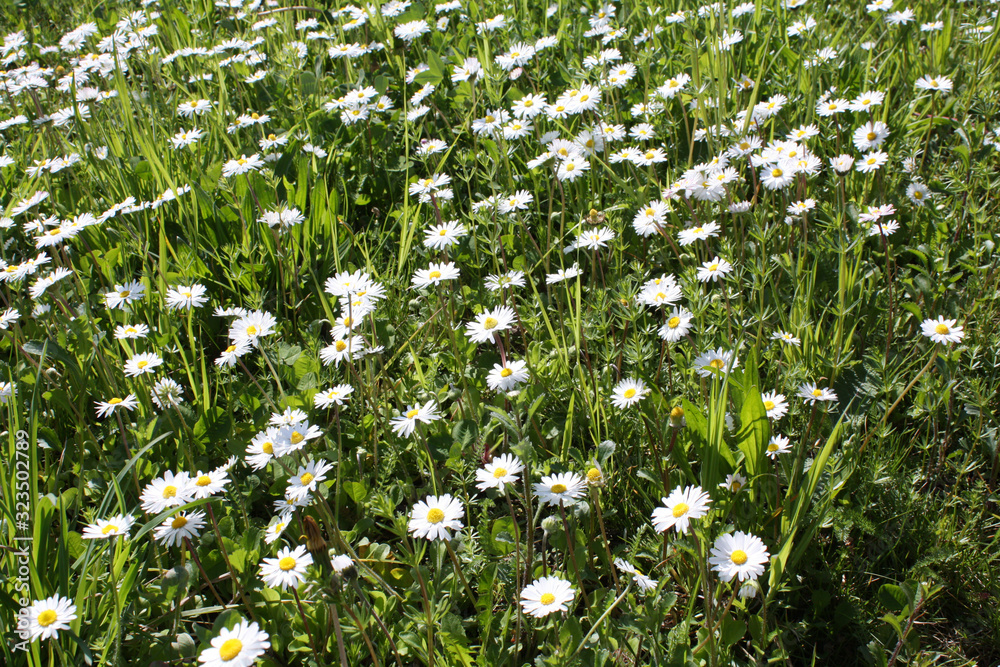 White Camomile blooming in the garden in summer.