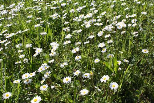 Obraz na płótnie White Camomile blooming in the garden in summer. w salonie