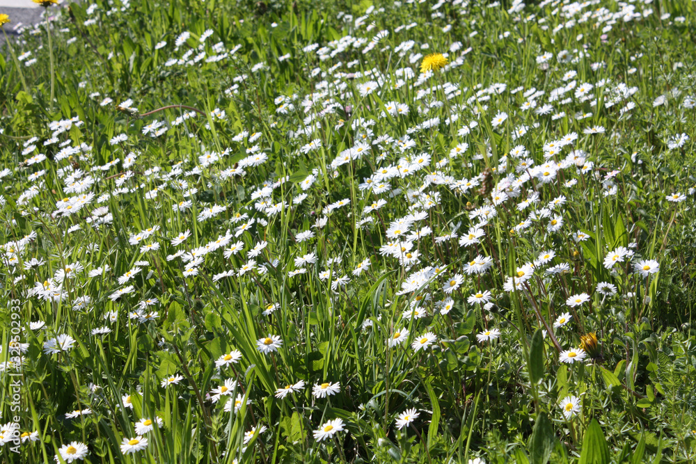 White Camomile blooming in the garden in summer.