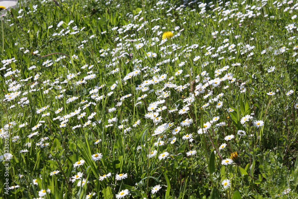 White Camomile blooming in the garden in summer.