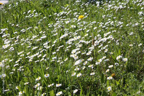 Obraz na płótnie White Camomile blooming in the garden in summer. w salonie