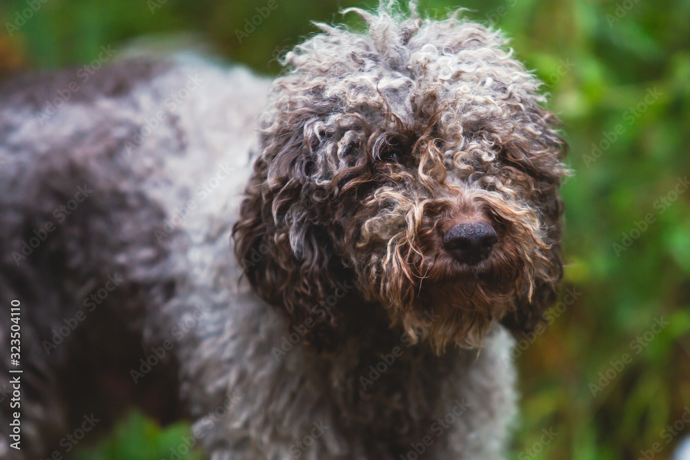 Portrait of lagotto romagnolo dog puppy playing with mother, adult dog Portrait of lagotto romagnolo dog puppy playing with mother, adult dog