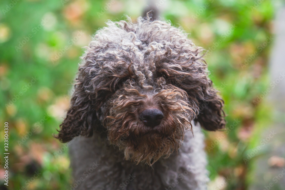 Portrait of lagotto romagnolo dog puppy playing with mother, adult dog Portrait of lagotto romagnolo dog puppy playing with mother, adult dog